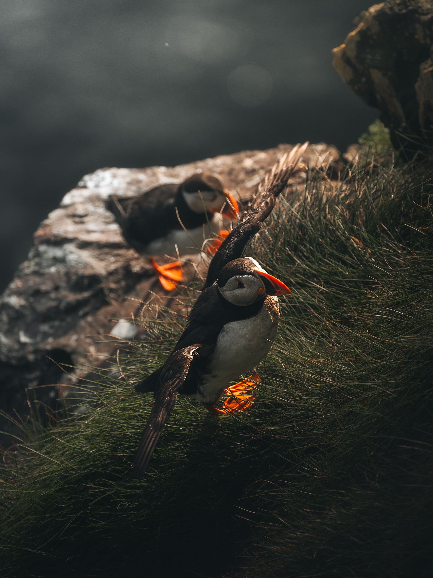 Puffin13-(3x4).jpg