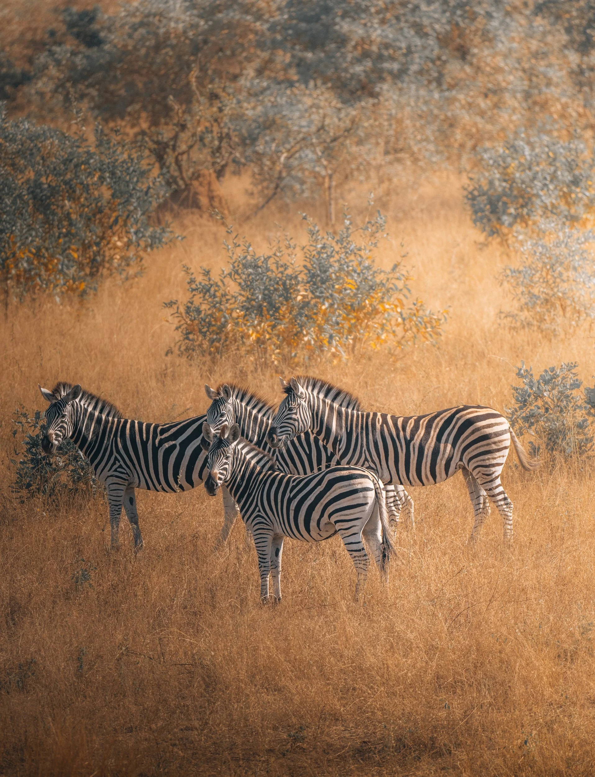 Zebra_herd1.jpg