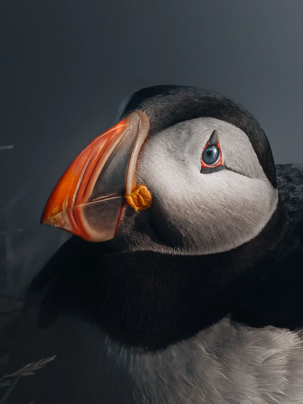 Puffin15-(3x4).jpg