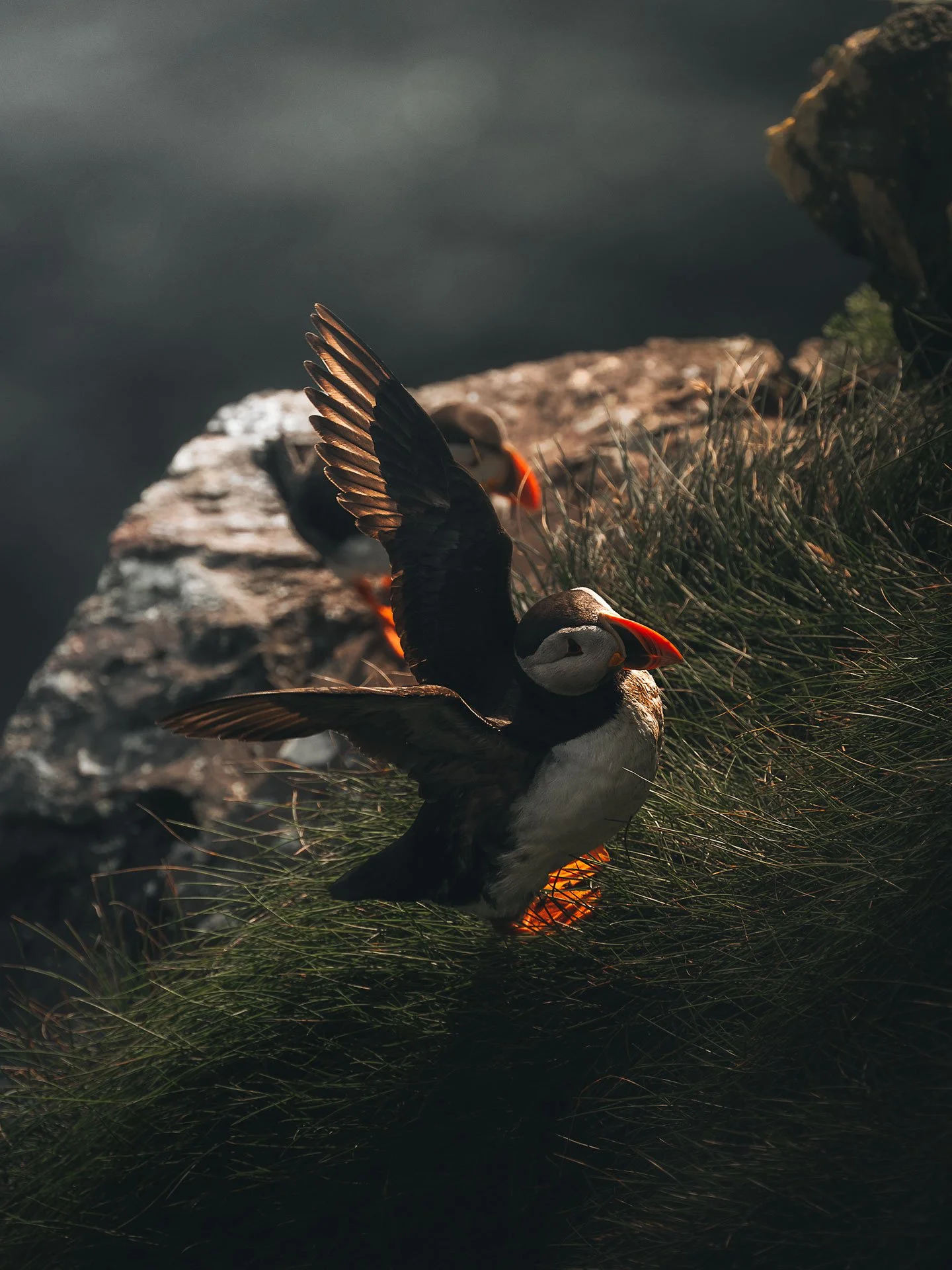 Puffin12-(3x4).jpg