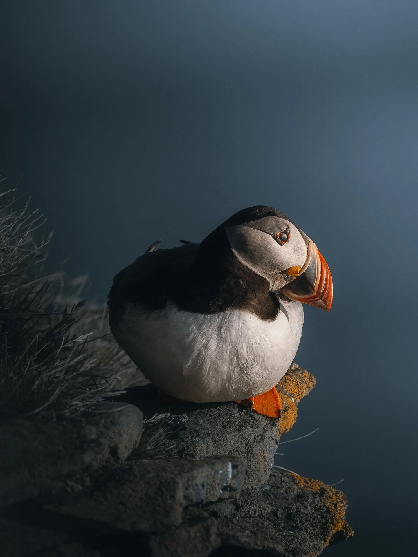 Puffin4-(3x4)2.jpg