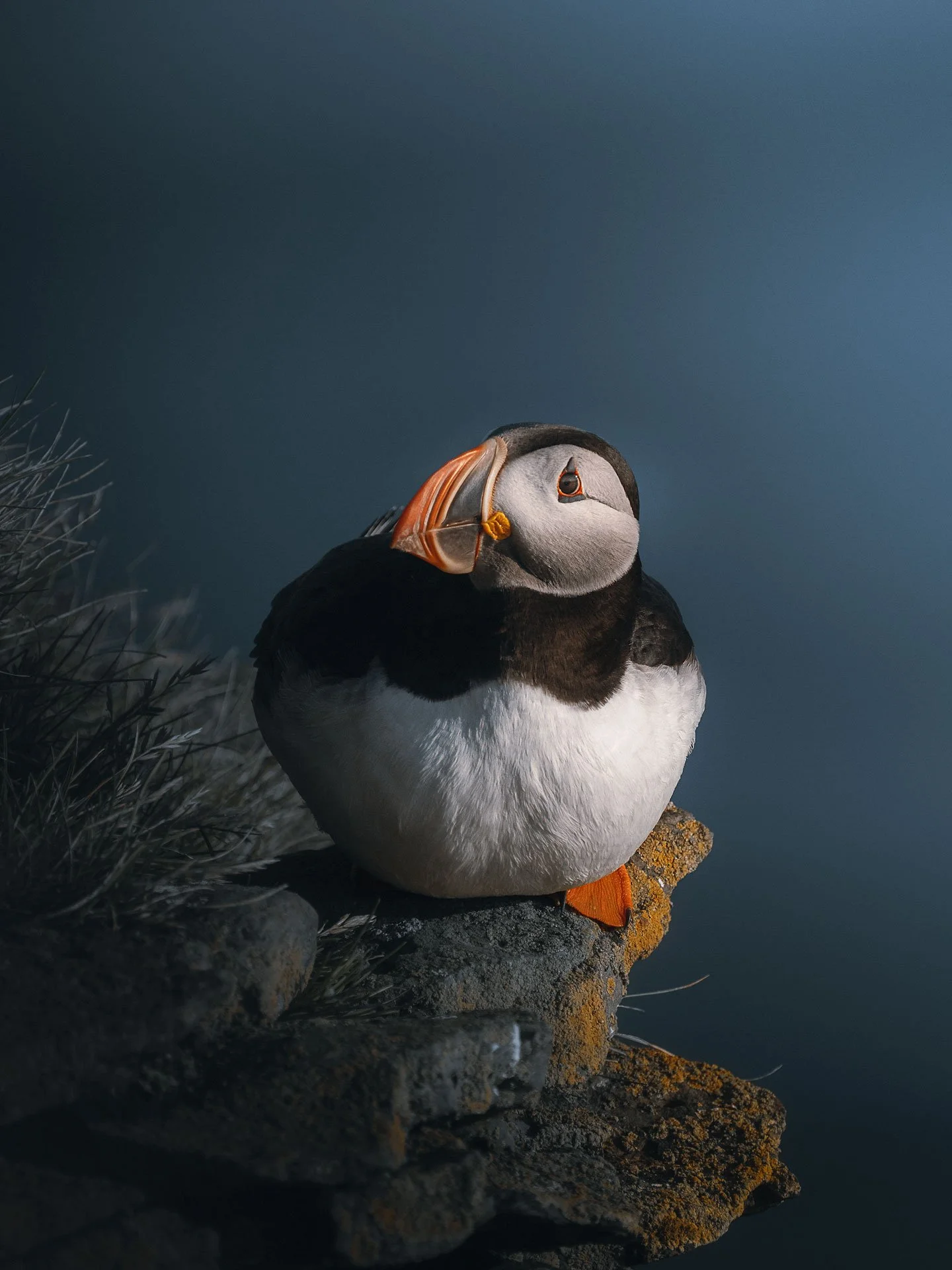 Puffin5-(3x4)3.jpg