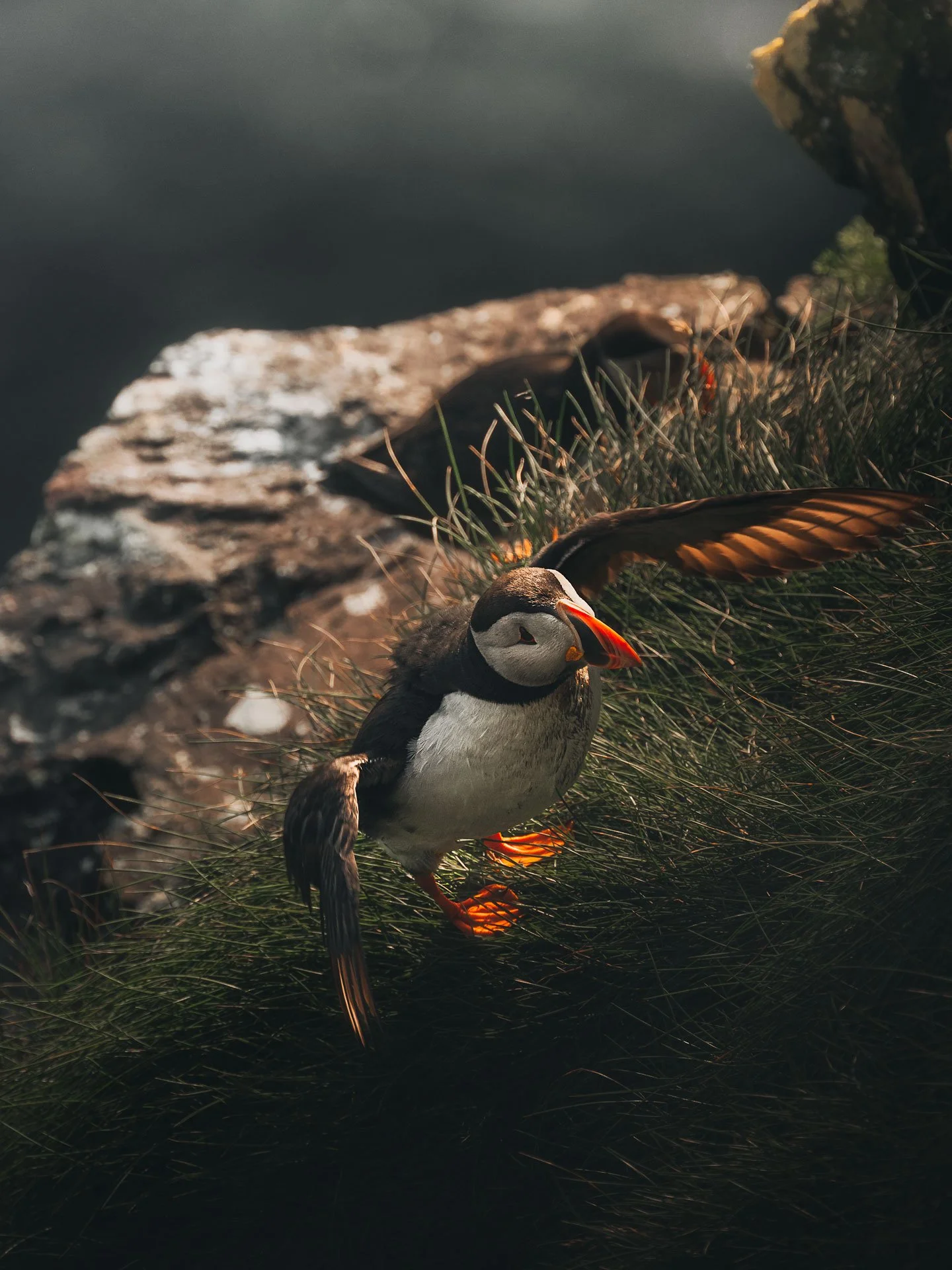 Puffin14-(3x4)2.jpg