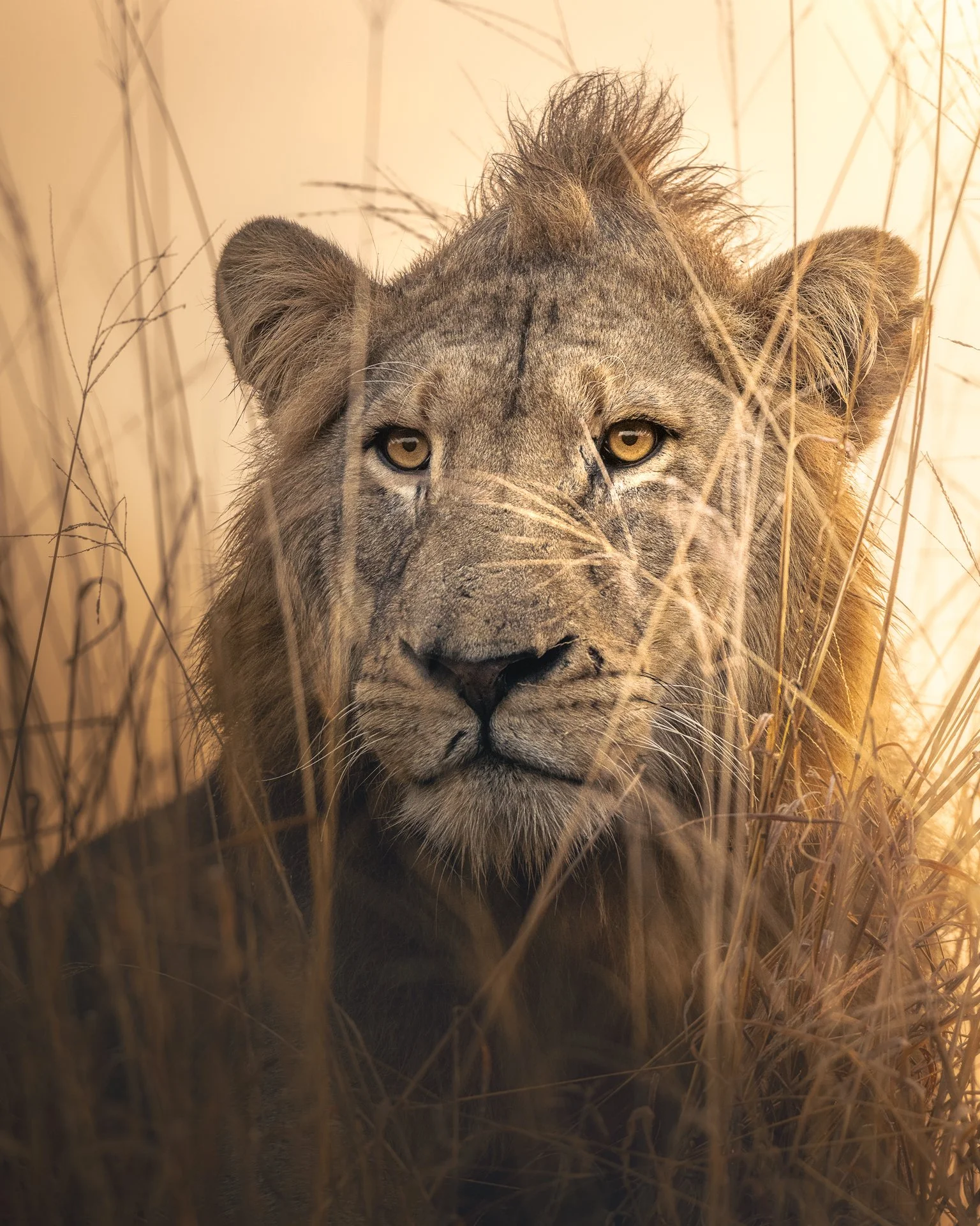 Lion-Sunrise1-(4x5).jpg