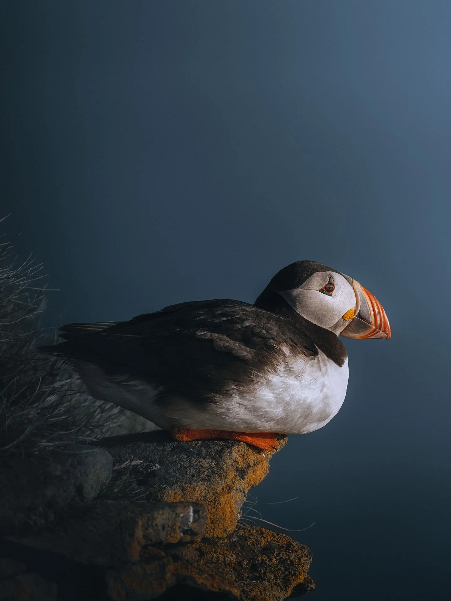 Puffin1-(3x4)4.jpg