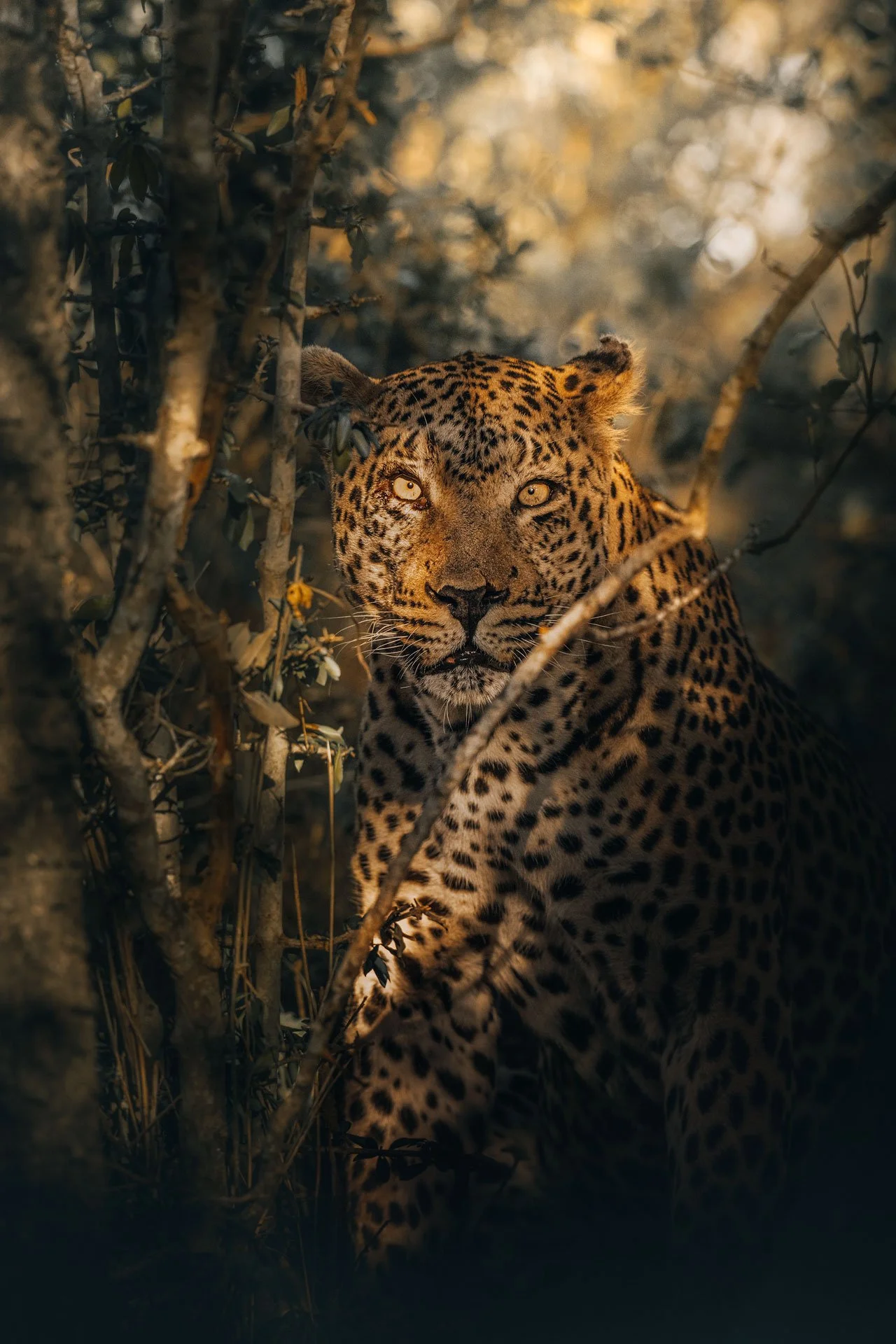 Leopard-jungle1-(3x4)2.jpg