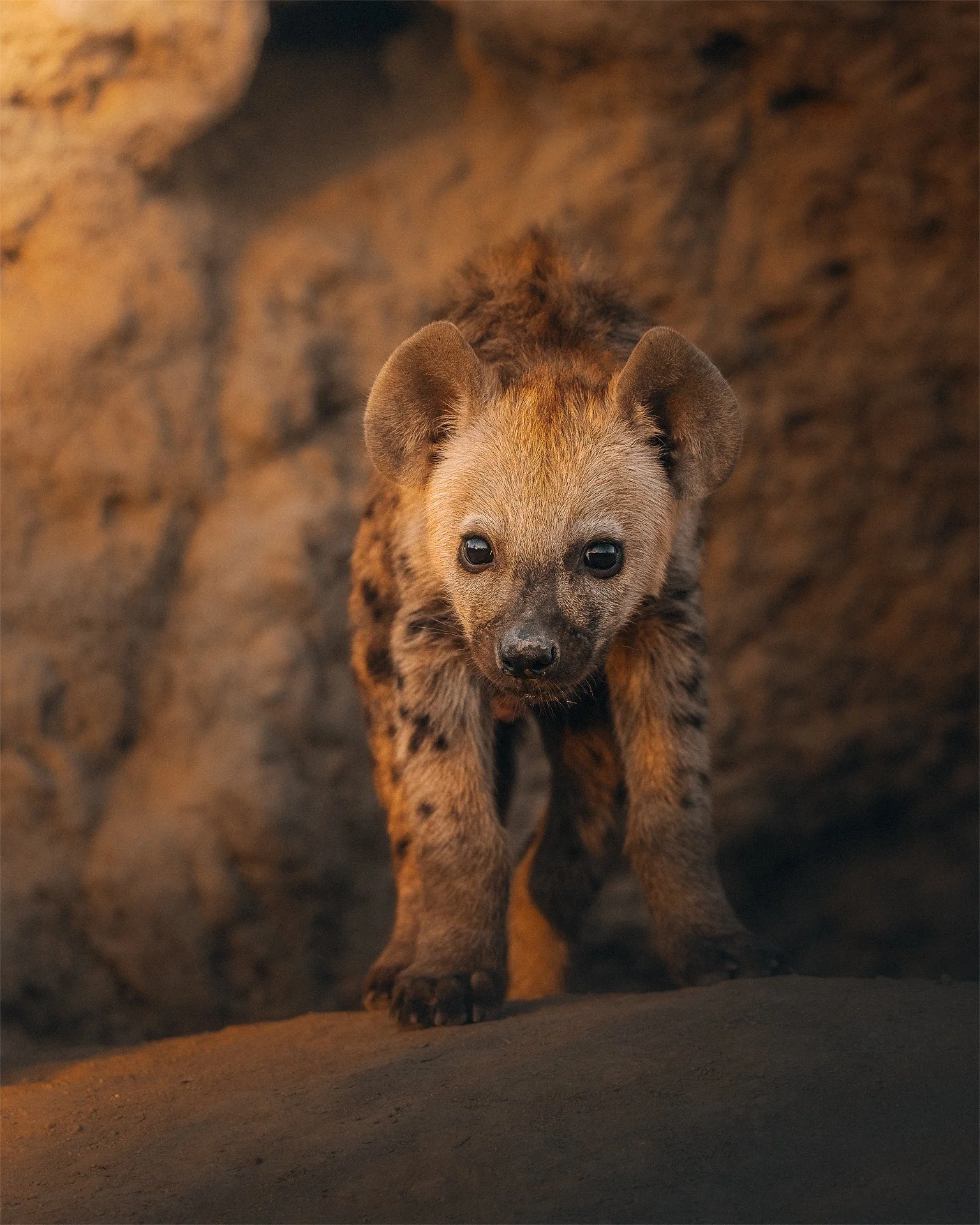 Hyena-Cubs5-(3x4).jpg