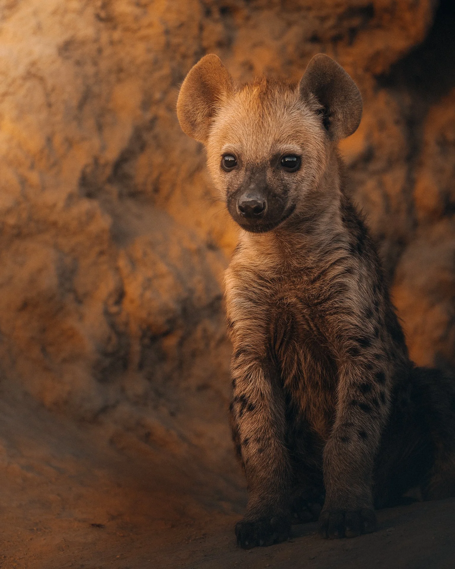 Hyena-Cubs6-(3x4).jpg