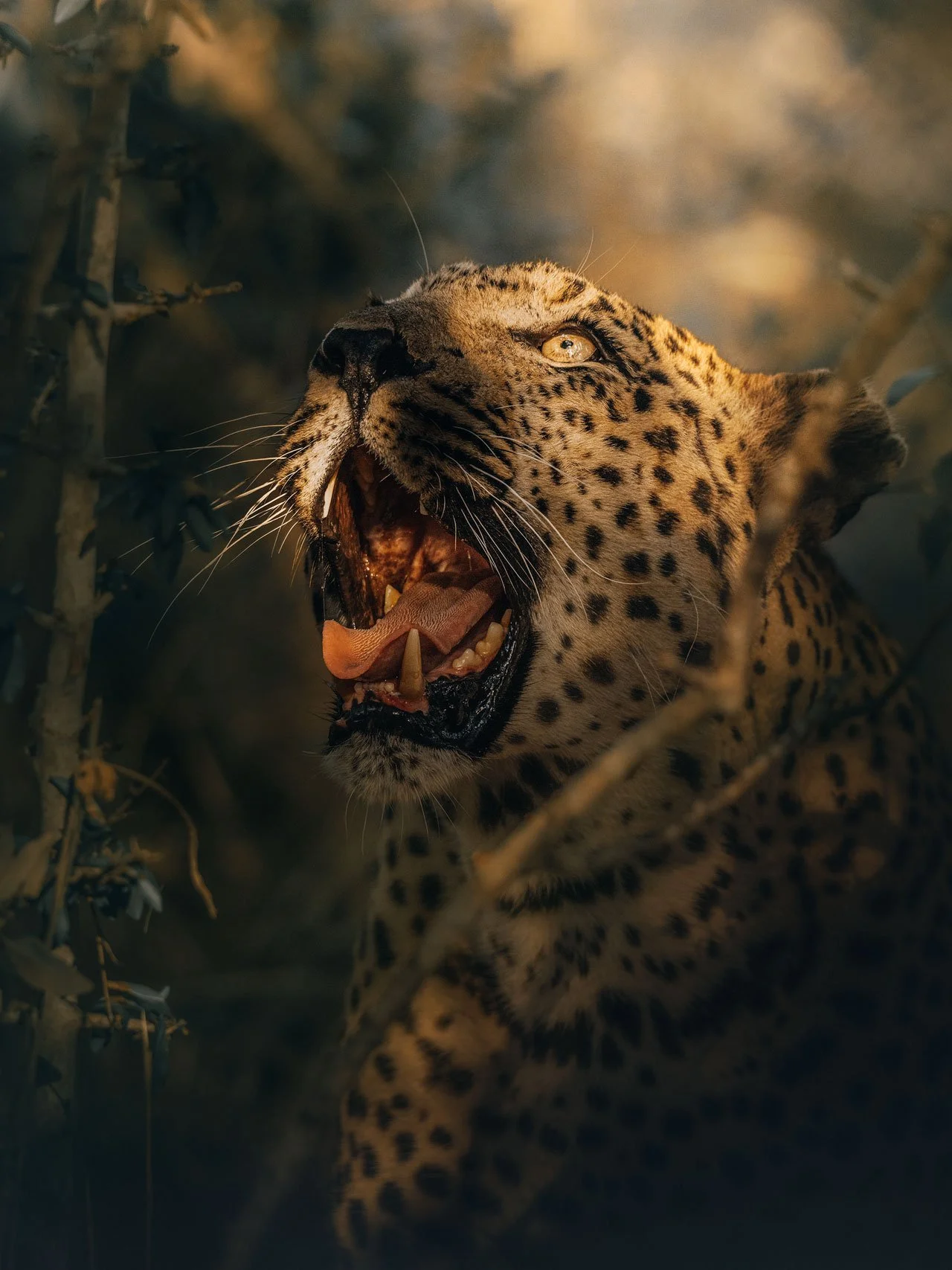 Leopard-jungle4-(3x4).jpg
