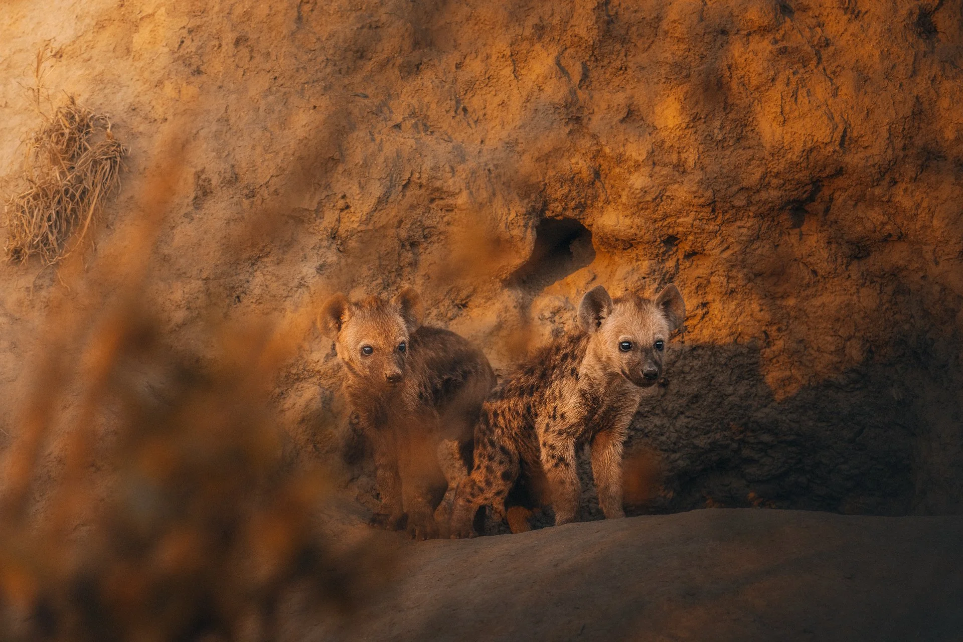 Hyena-Cubs7-(2x3-horizontal---no-border).jpg