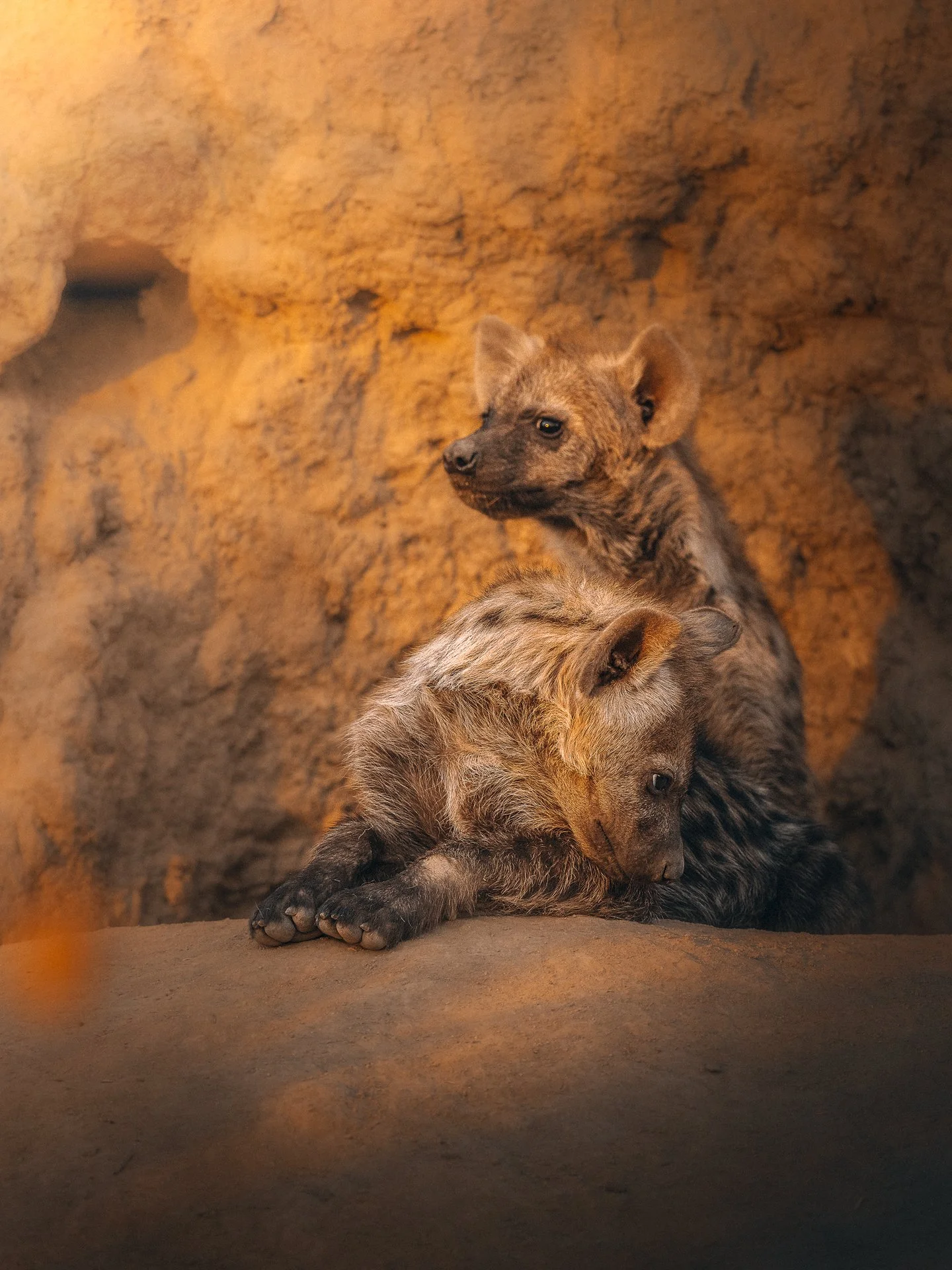 Hyena-Cubs4-(3x4).jpg