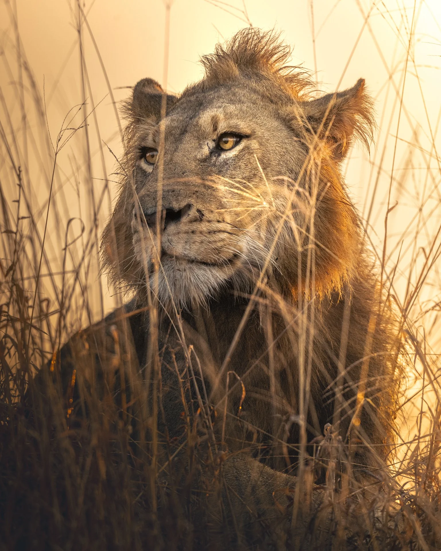Lion-Sunrise2-(4x5).jpg