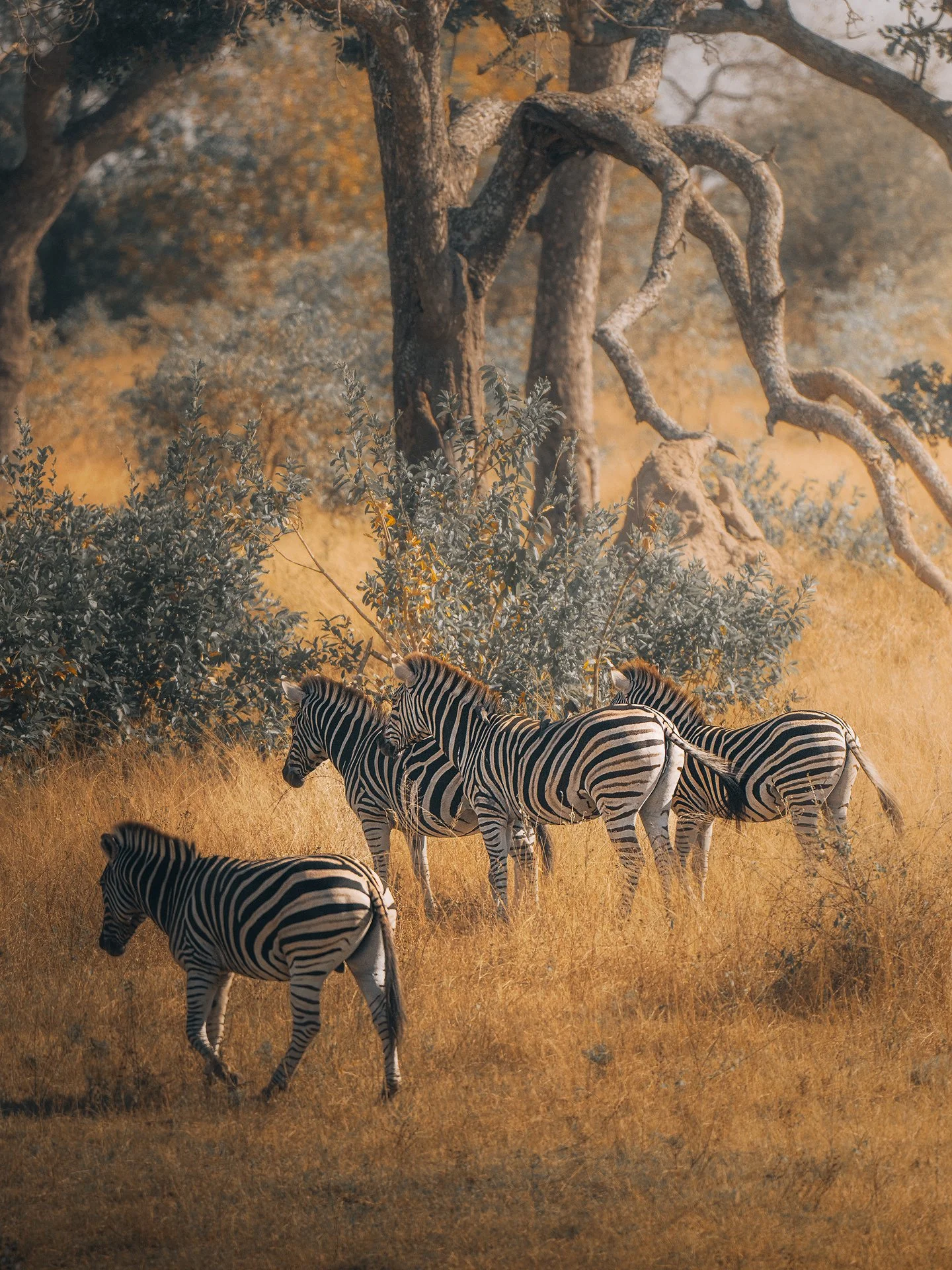 Zebra-herd5-(3x4).jpg