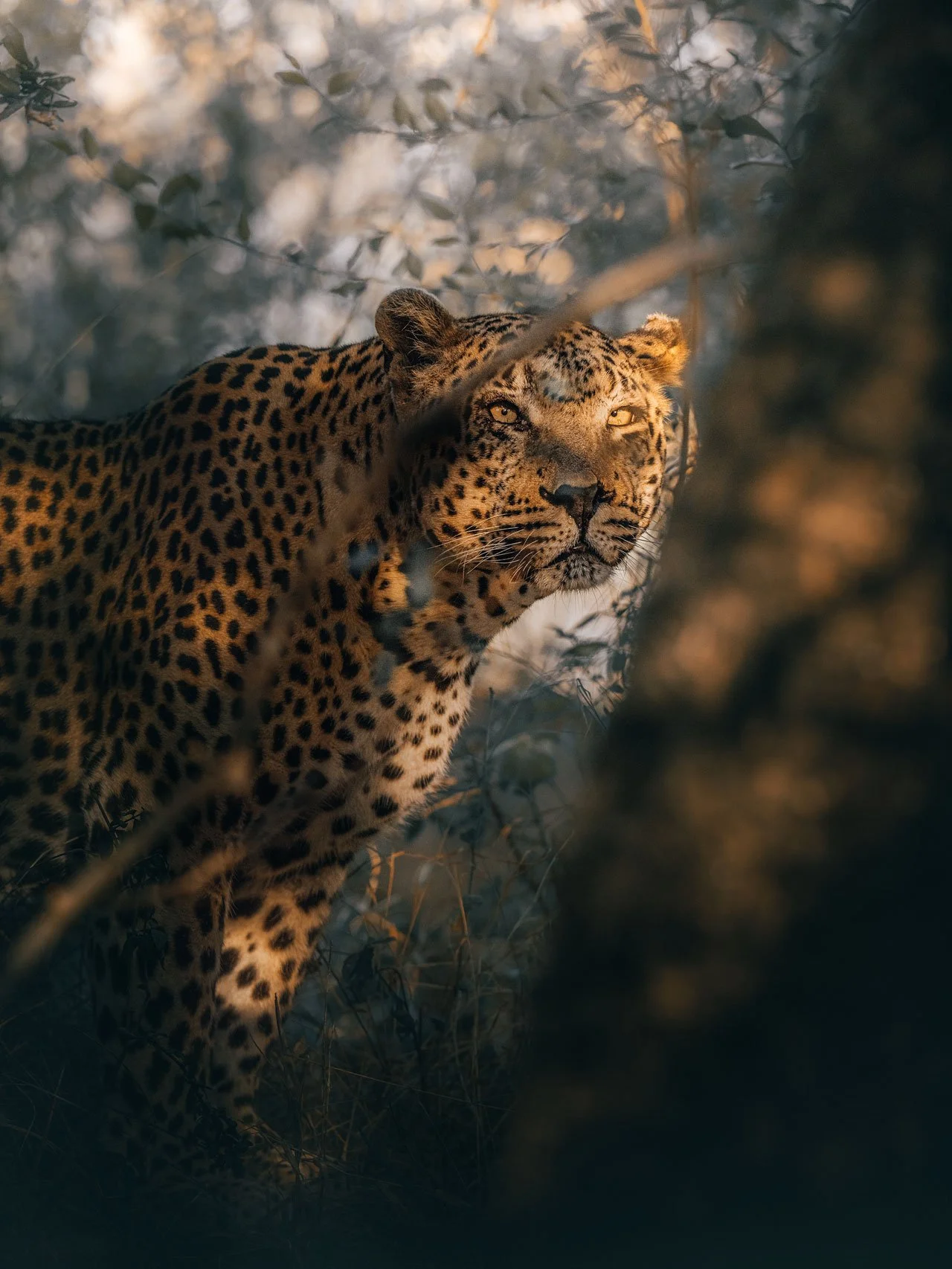Leopard-jungle6-(3x4).jpg