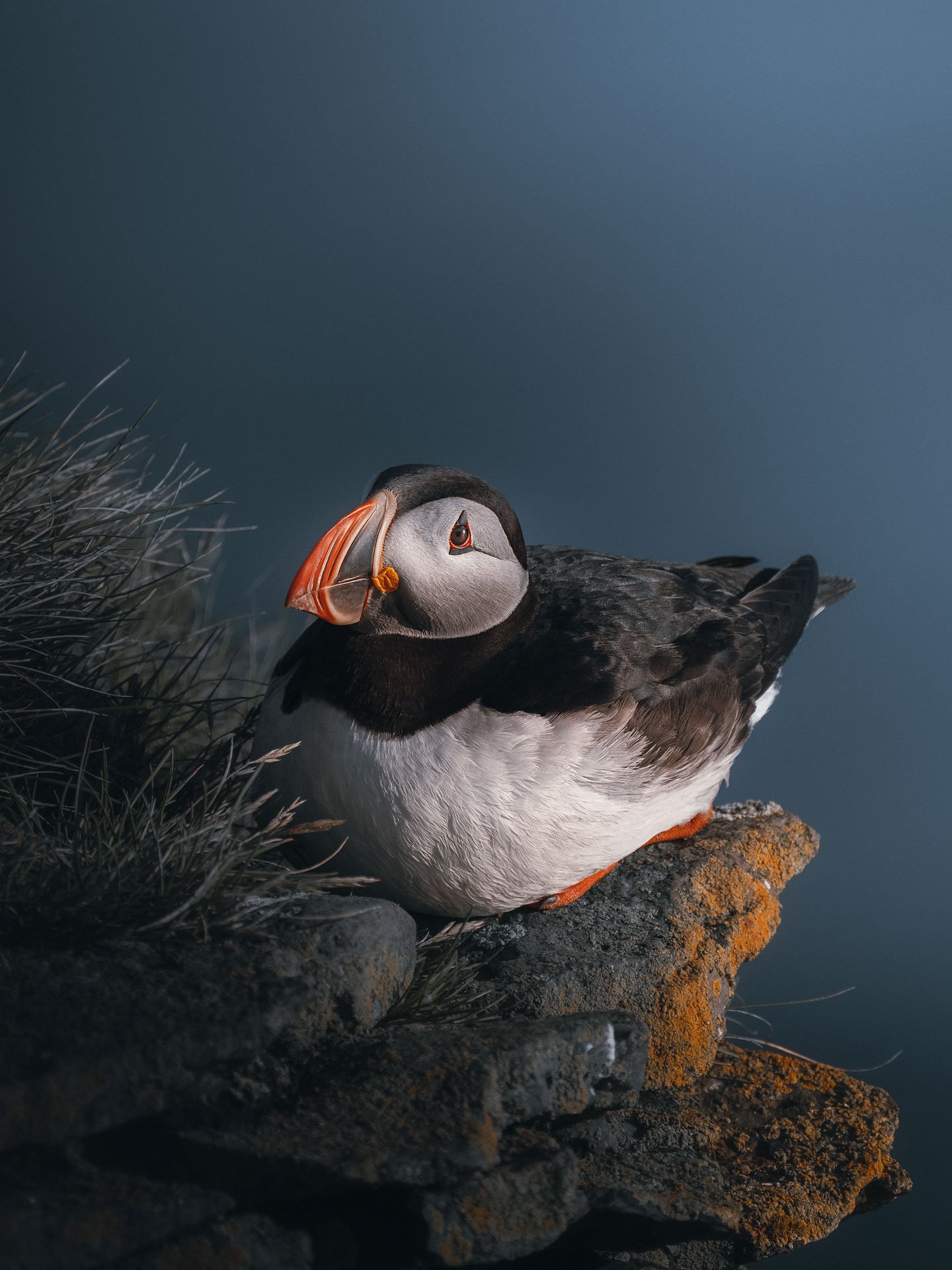 Puffin9-(3x4)3.jpg