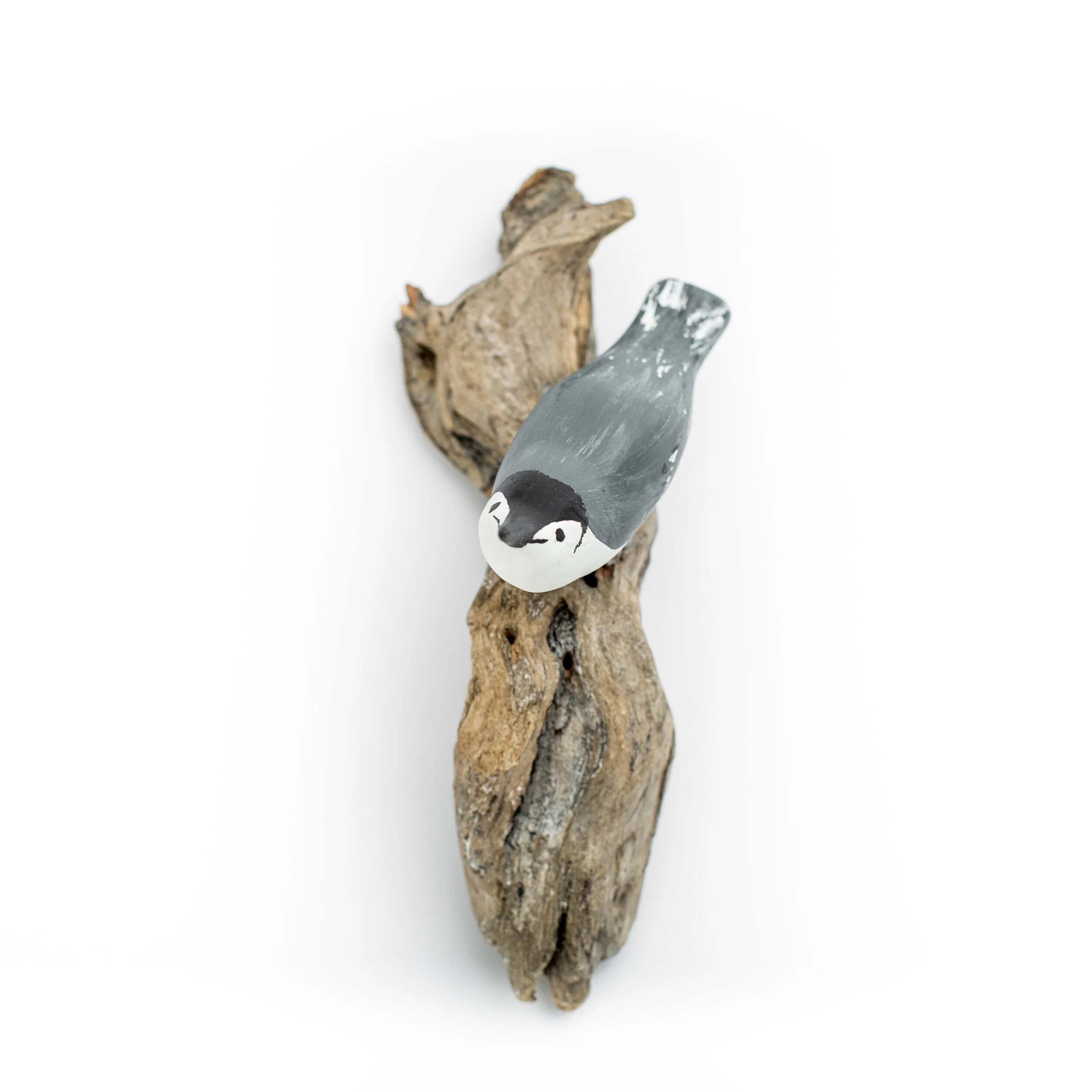 White-Breasted Nuthatch