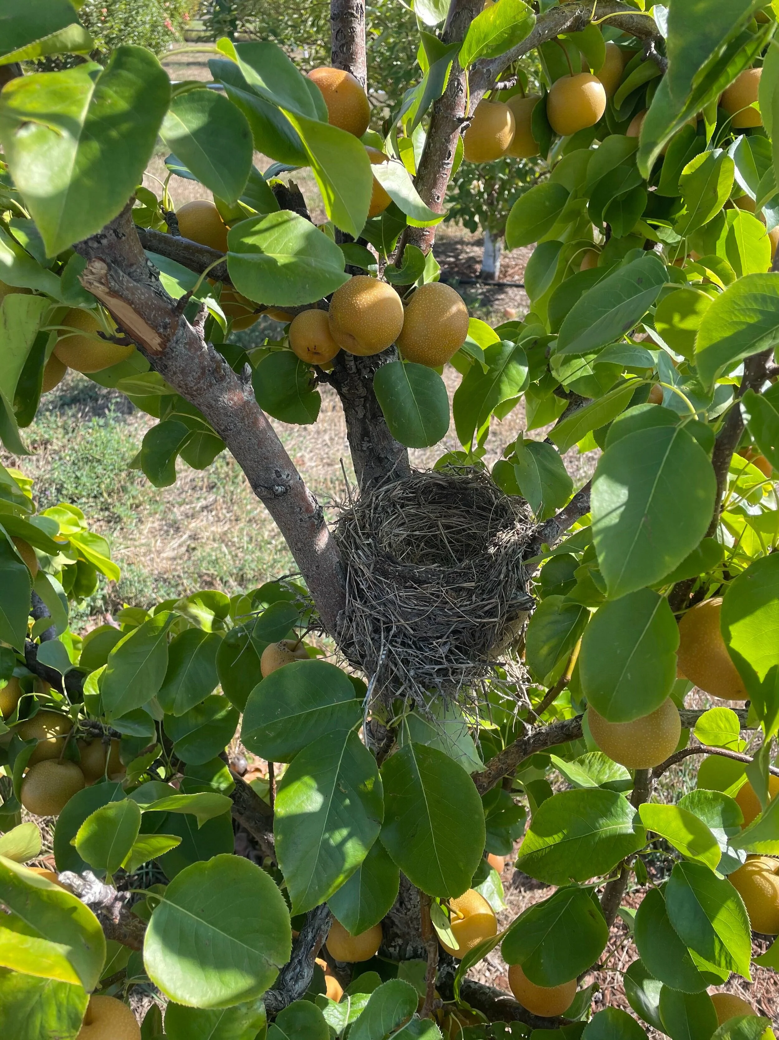 Orchard_Pairs_bird_nest.jpg