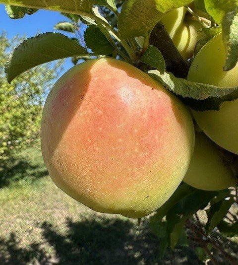 CandyCrisp Apple Scionwood