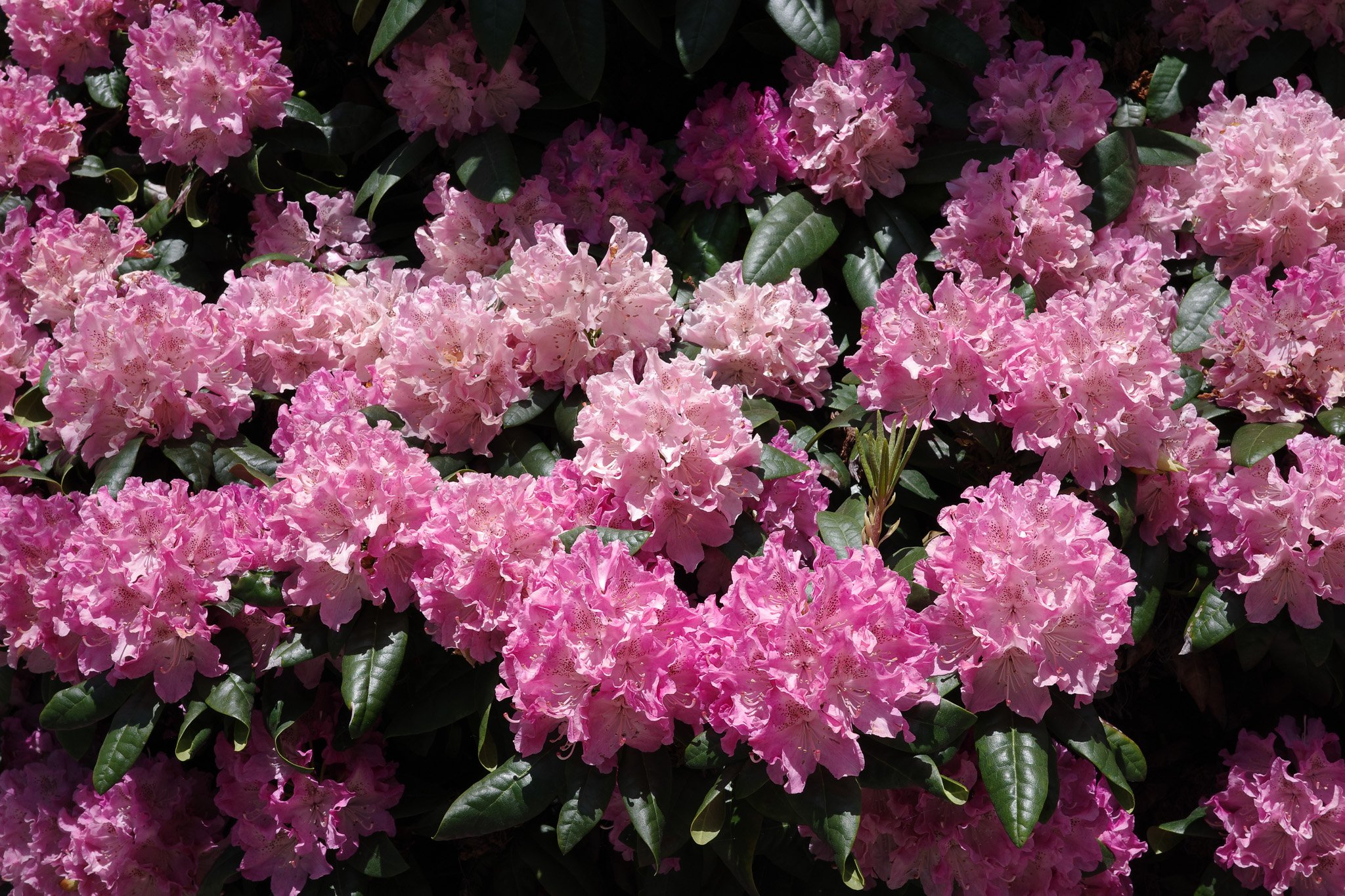 Ricoh-102.jpg