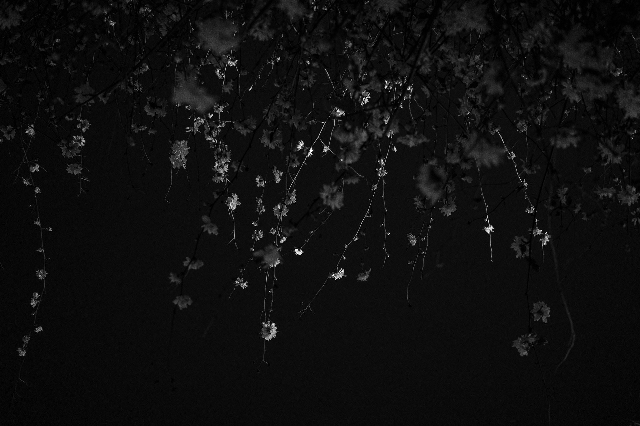 Ricoh-095.jpg