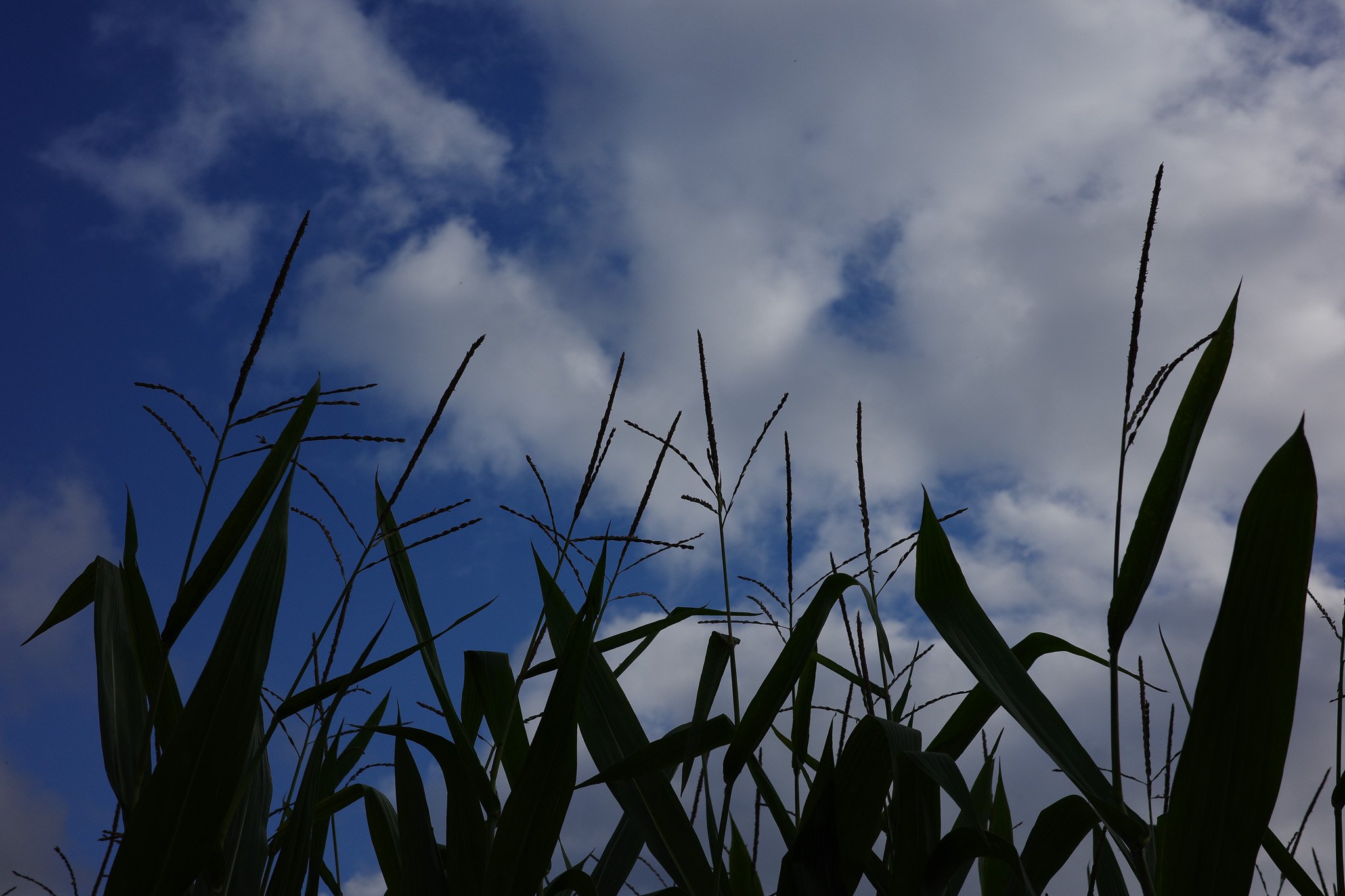Ricoh-125.jpg