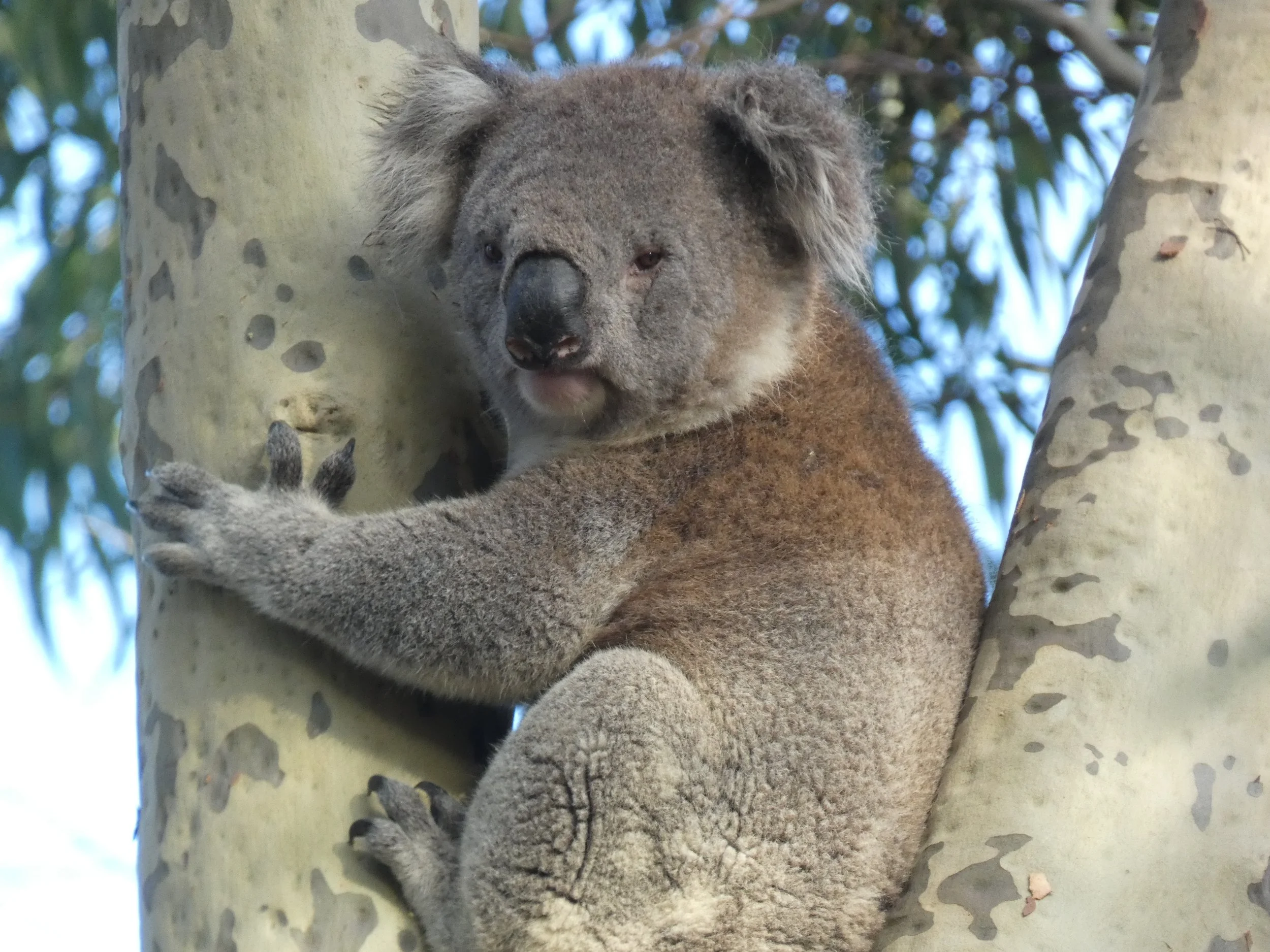 Koala