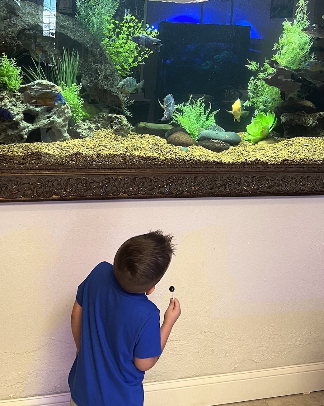 Nothing better then the ability of a young fan to appreciate the fish world #aquarium #aquariums #fishtank #fishtanks #aquaticdesignaquarium