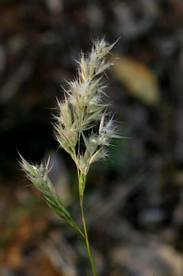 Friends of Edwardes Lake Planting Day - Location TBA 