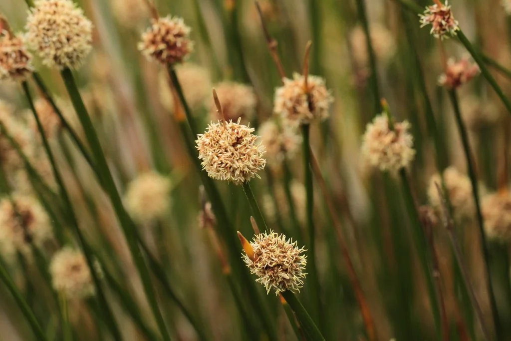 Friends of Edwardes Lake Planting Day - Location TBA 