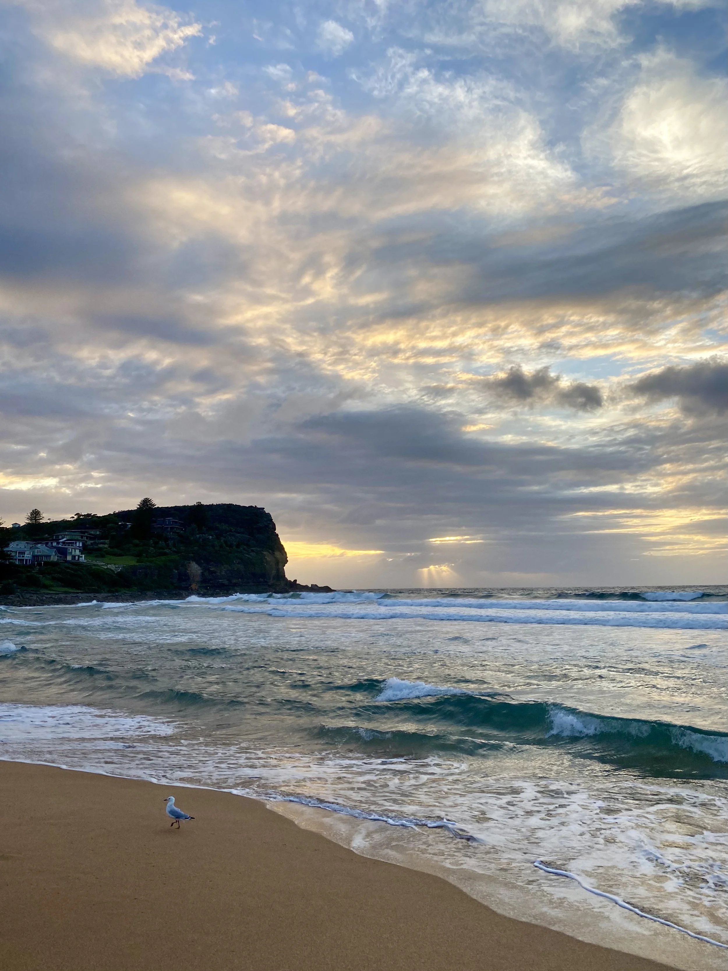 Beach scene at Avalon Beach in the Northern Beaches of New South Wales during sunset with a seagull on the sand, waves in the ocean, a cliff with houses in the background, and a partly cloudy sky with rays of sunlight breaking through.