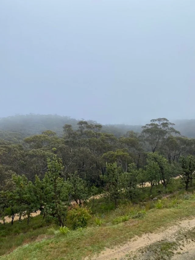 Vipassana - misty views.jpg