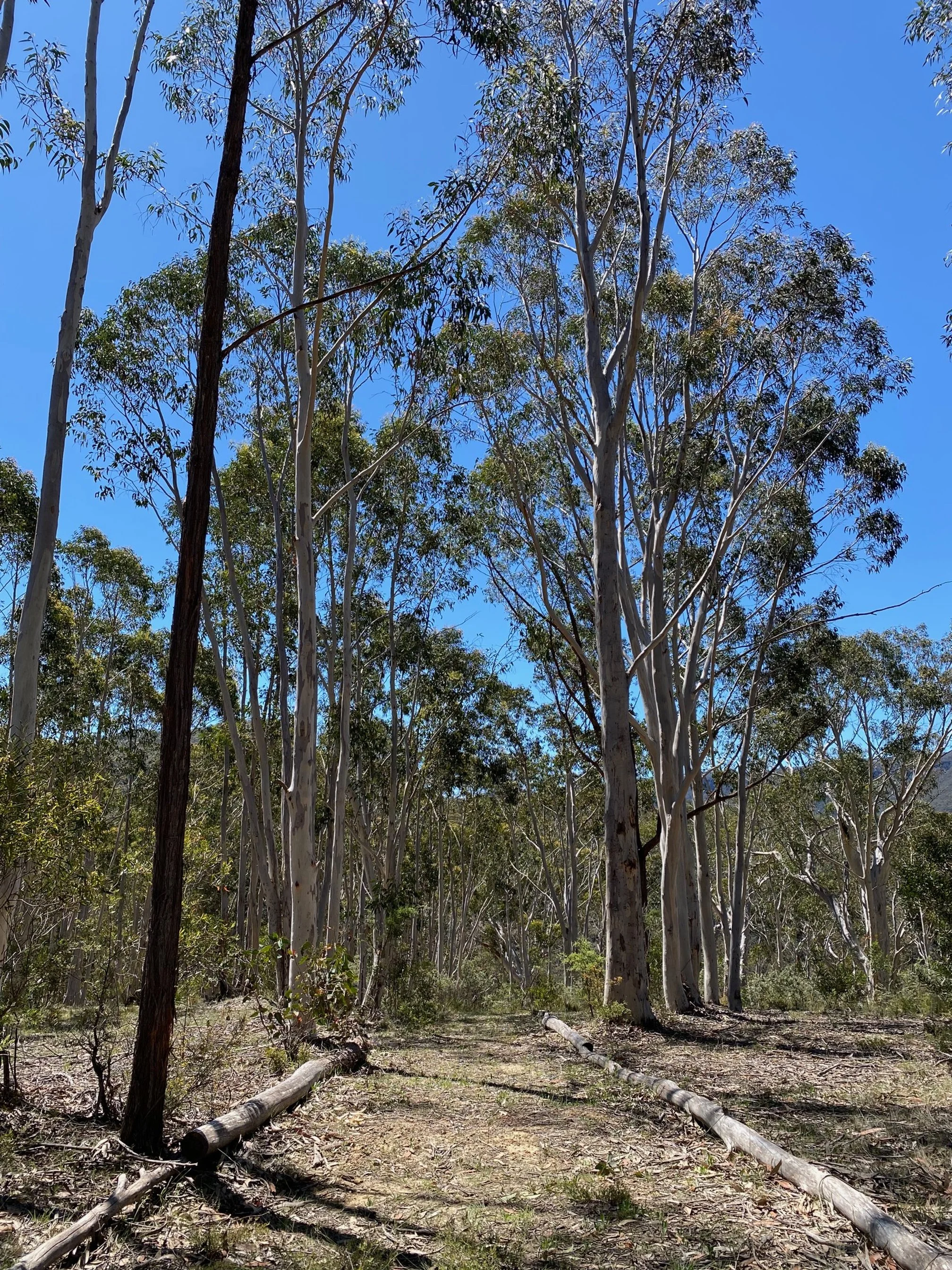 Yoga retreat - bush path