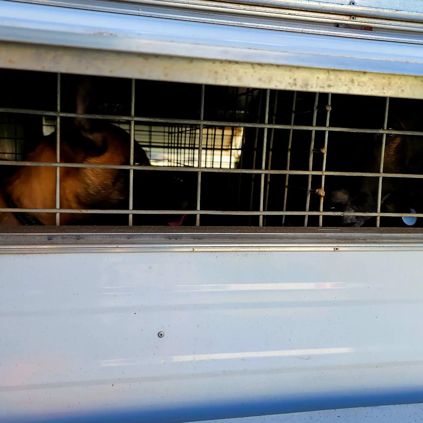 Taking the dogs to training.
