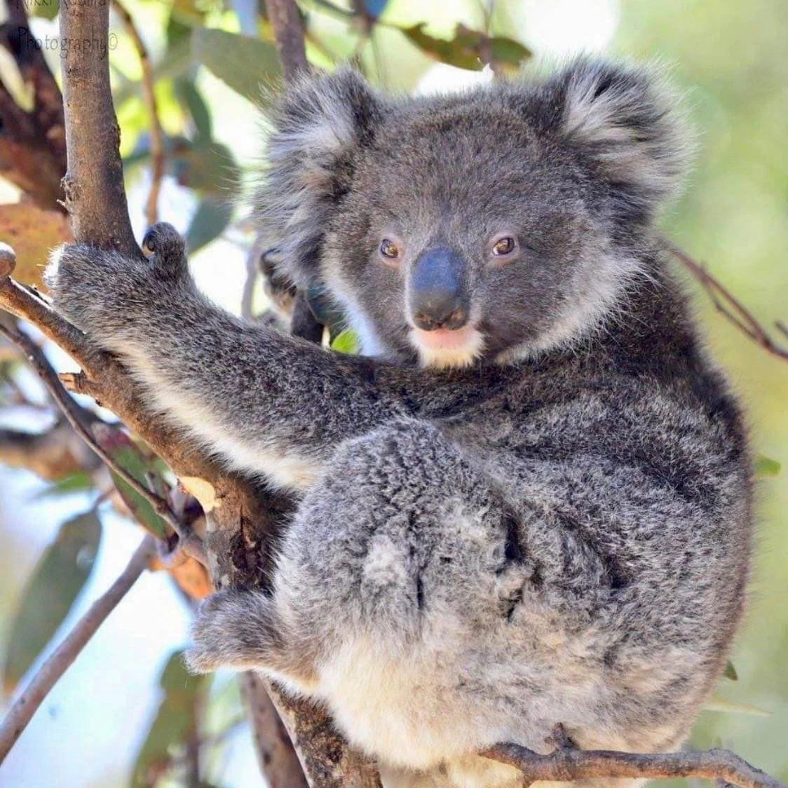 KI Trails image koala.JPG