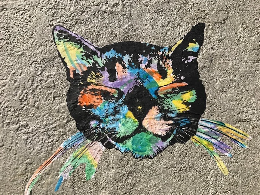 Colorful Cat