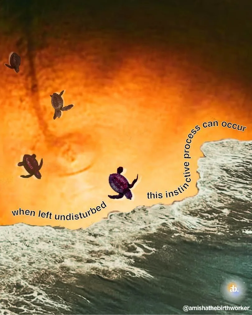 When left undisturbed, this instinctive process can occur 💫

Last year in Mirissa, on the south coast of Sri Lanka, we happened to see baby turtle hatchlings making their journey to the sea 🌊🐢

It was incredible to witness such a deeply instinctiv