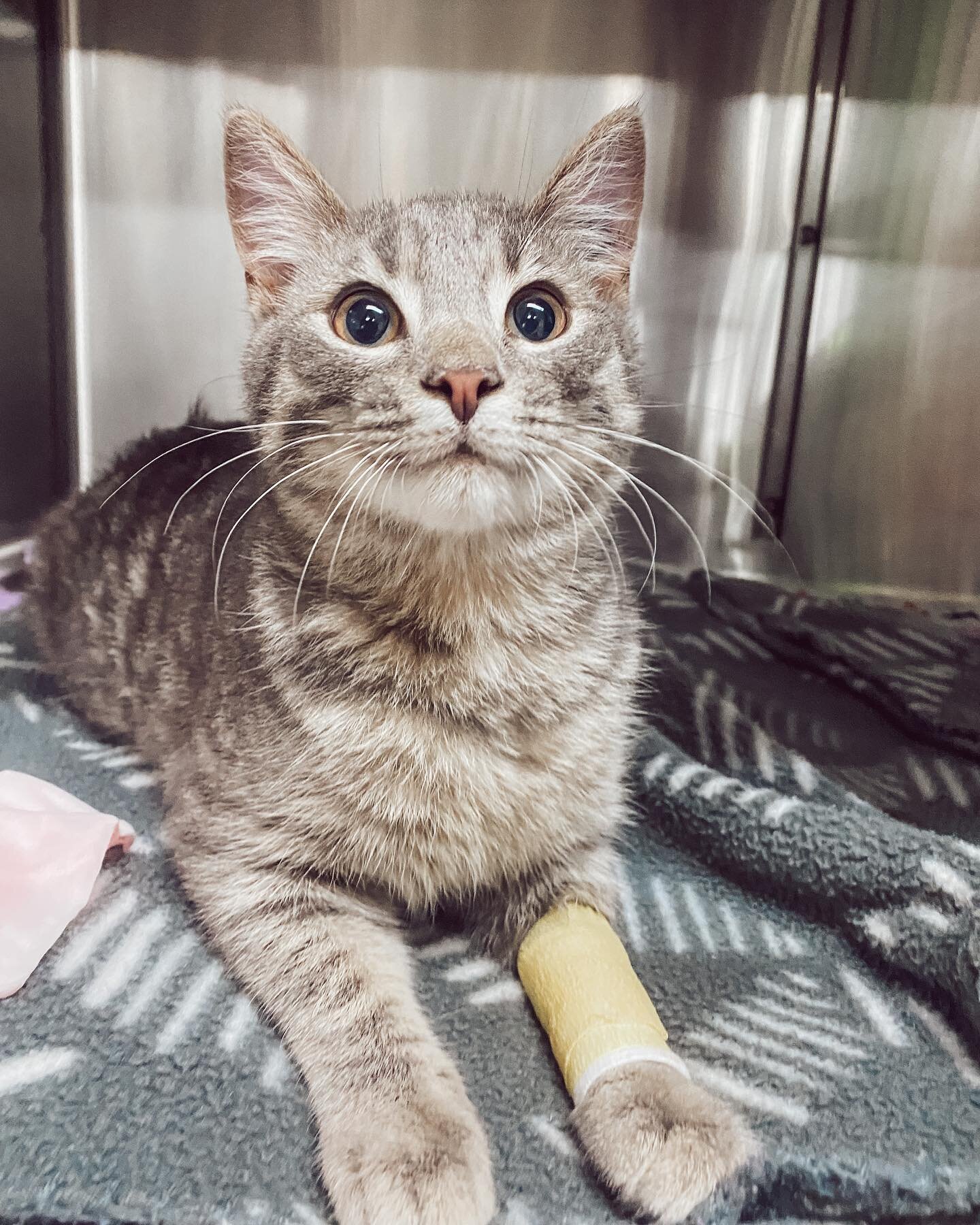 This is Killer! He may have the toughest name a cat could have, but this boy was a real smoocher!! 😍
