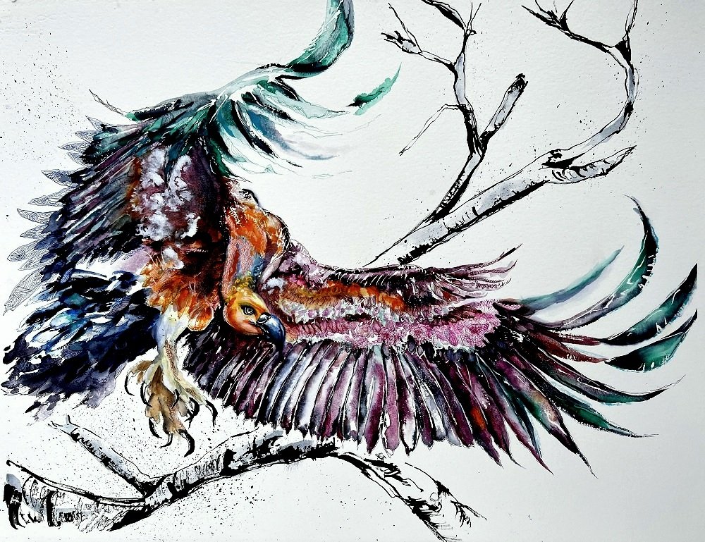 watercolour painting of an enormous vulture by wildlife artist Jos Haigh