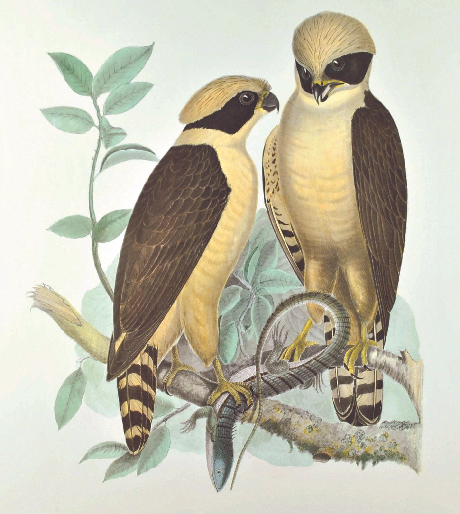 Fig. 1.8_erpetotheres_cacchinans_ BOOK VERSION.jpg