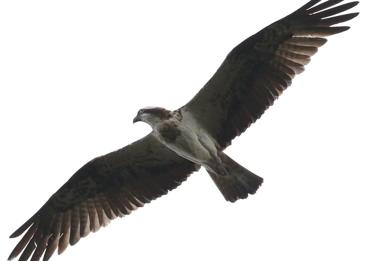 Scotland 2020..... Part 1 - Ospreys and Eagles!