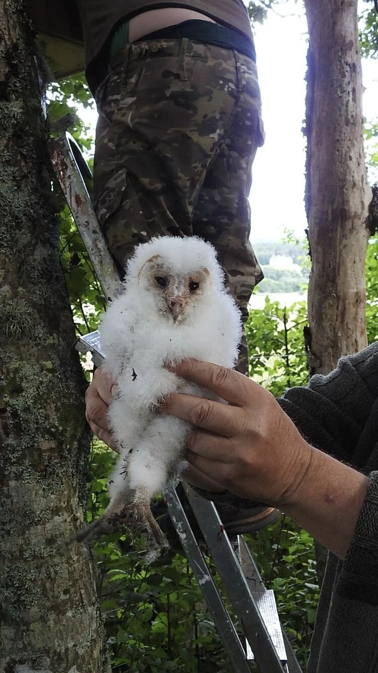 Scotland 2020.... Part 2 - Barn owls & Hen Harriers!