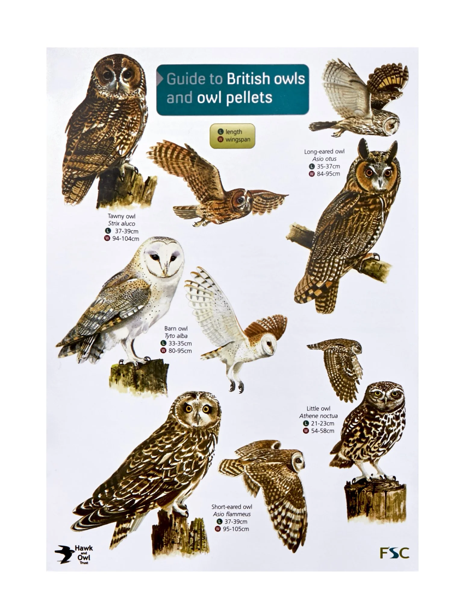 Guide To British Birds Of Prey Field Studies Council Raptor Aid Guide To British Birds Of Prey Field Studies Council Raptor Aid