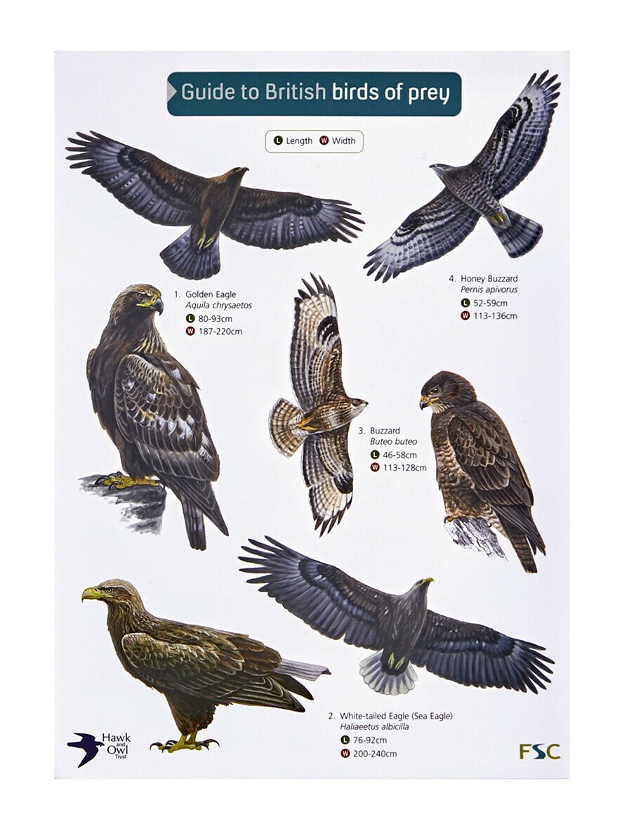 British Birds Of Prey, Identification Guides