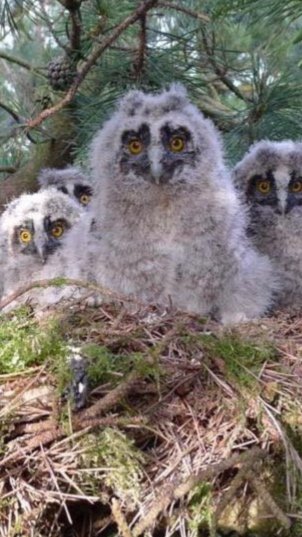 Long Eared Owl Chicks
