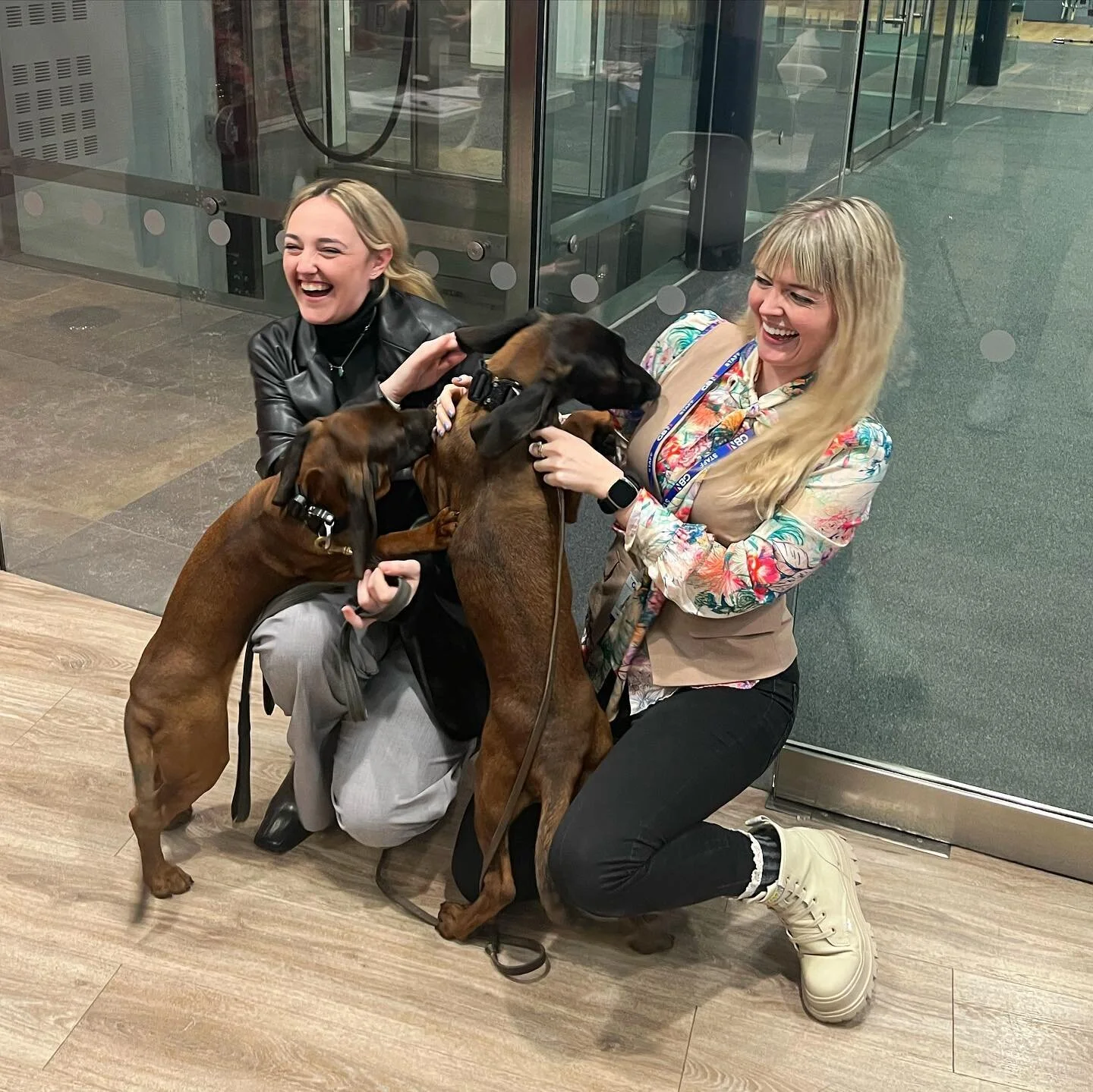 Work Perks🐾 So privileged to meet Nkosi and Thula, two Bavarian Mountain Hounds currently training to help in the fight against rhino poaching in Africa😭
@dogs4wildlife 
@lizzieromain 
#workperk #workperks #puppiesofinstagram #puppy #puppy #lovemyj