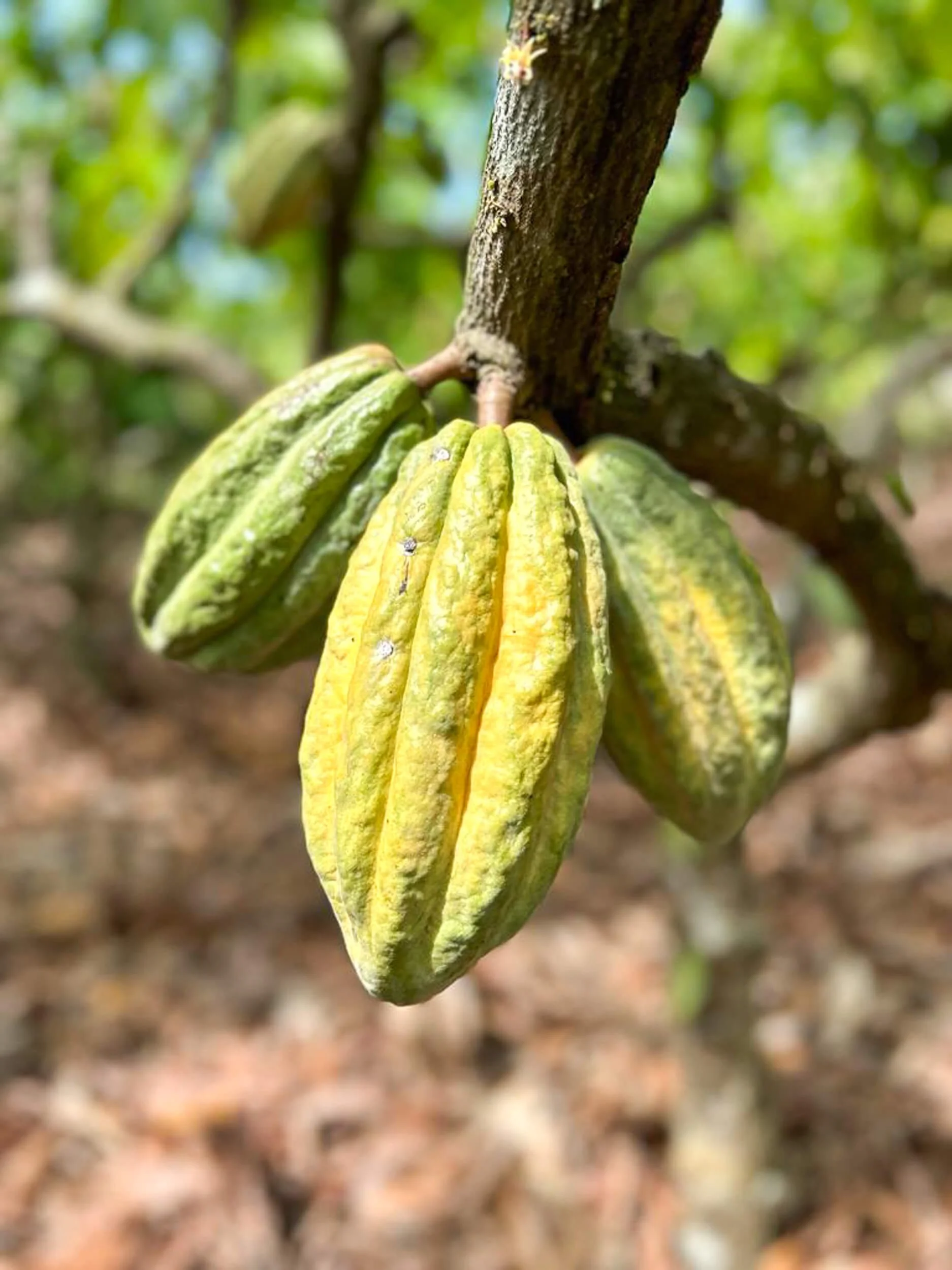 half  term activities in hampshire, learn about how chocolate is made, a cacao pod hanging from a tree.