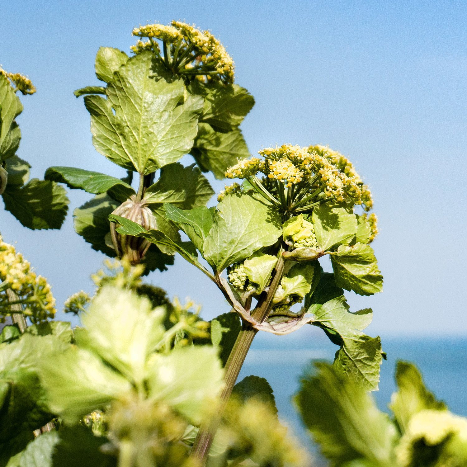 Alexander wild plant cornwall padstow gin