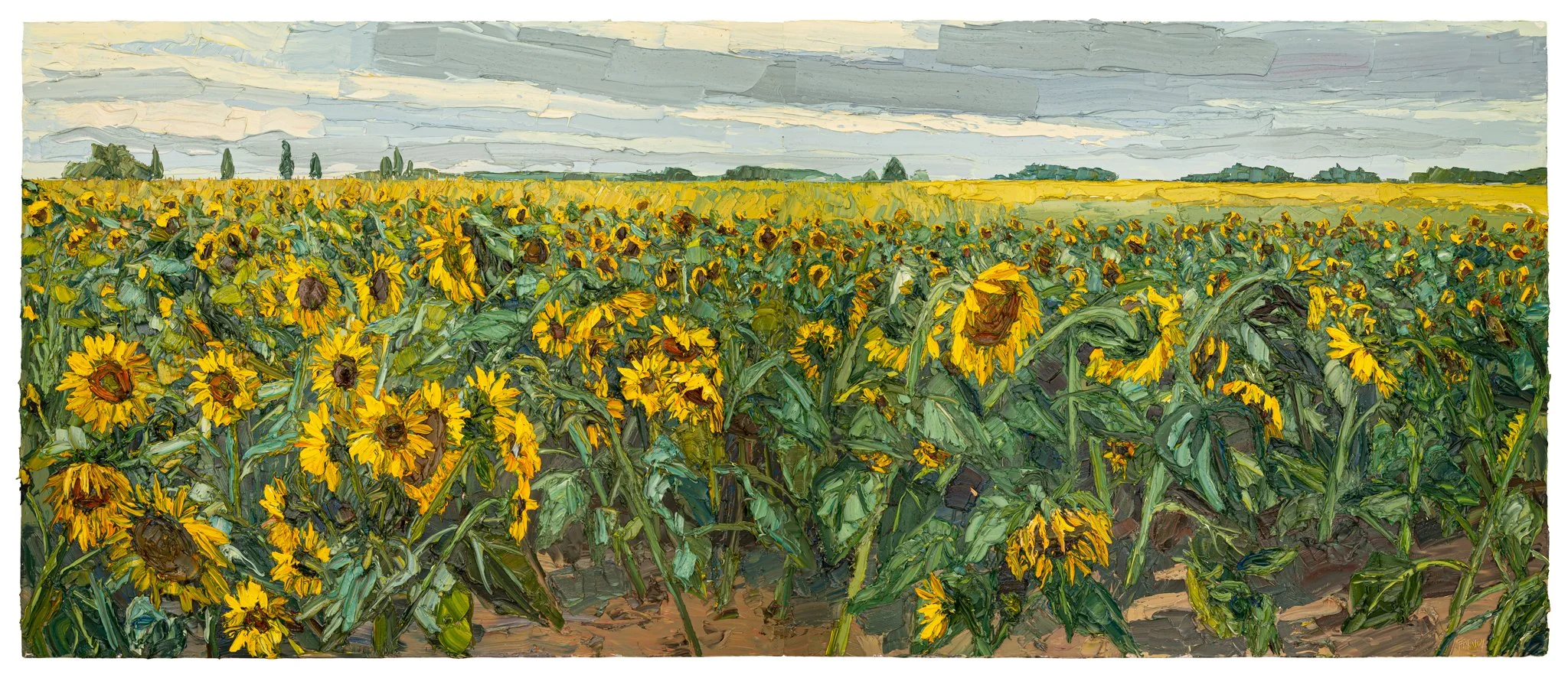 The sunflower field after the wind