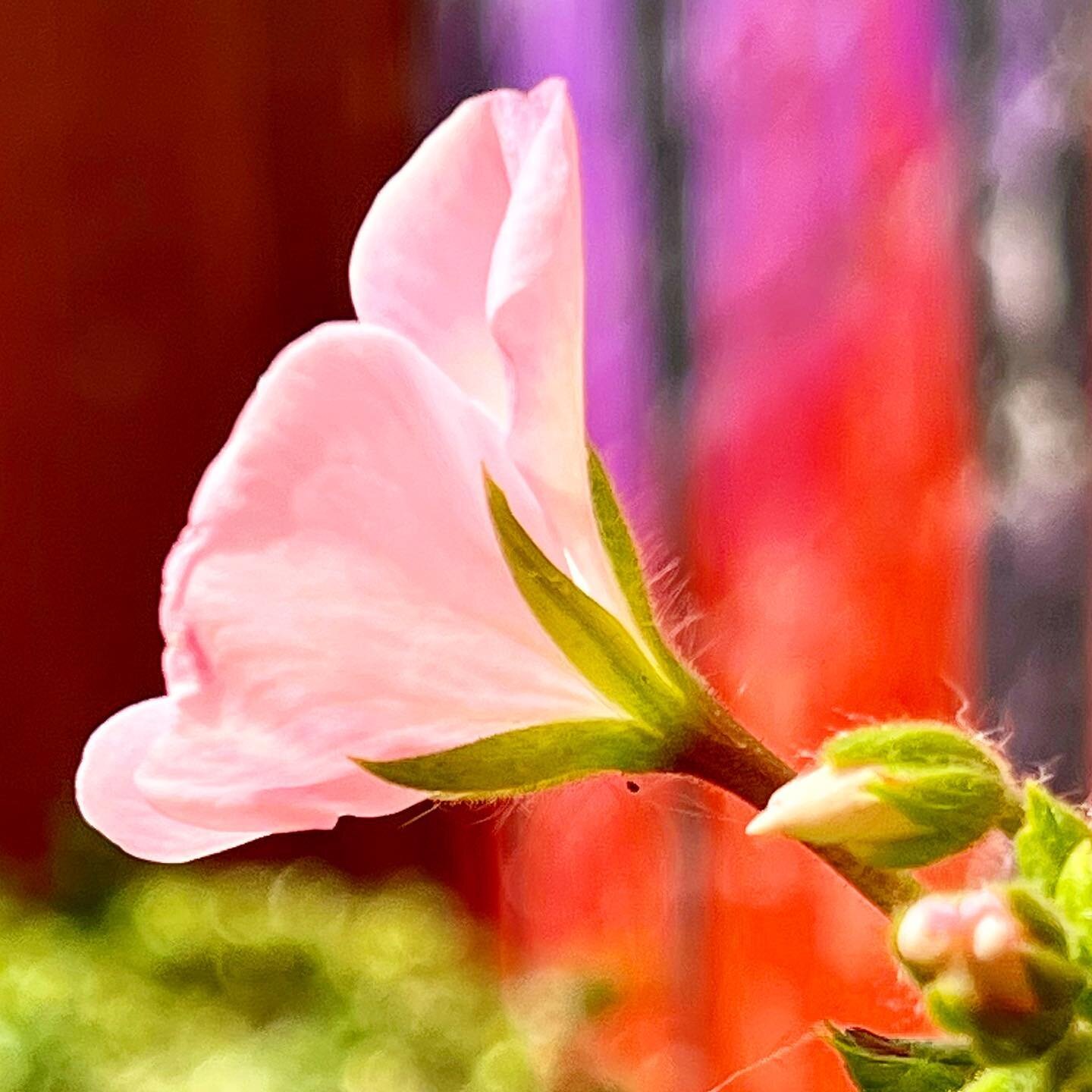 Natural Beauty! 🌸

#naturalbeauty #pinkflowers #pinkflower #gardenporn #gardenphotography #gardenphoto #flowerstagram