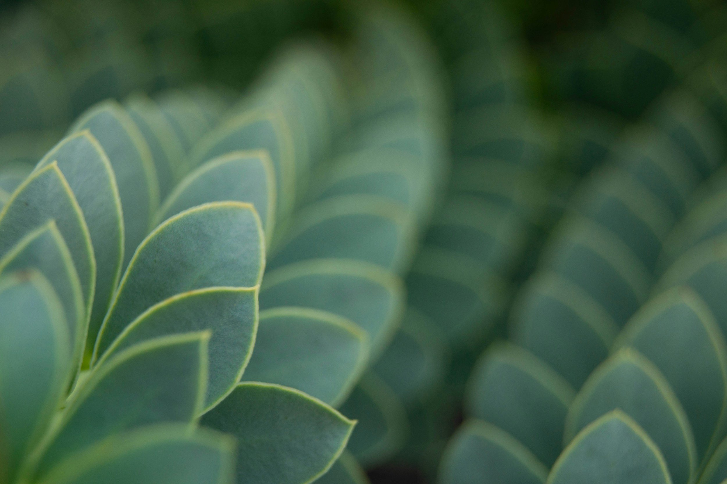 Close-up of green leaves with yellow outlines.